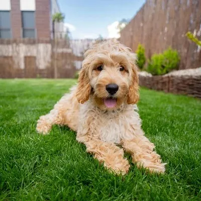 Small fluffy tan Cockapoo puppy lies on green grass looking forward with its tongue slightly out