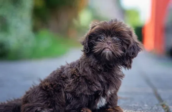 Small fluffy brown Shih Poo puppy sits on pavement looking slightly right