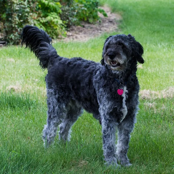 Black and gray Aussiedoodle dog stands in green grass looking to the right with its tail up