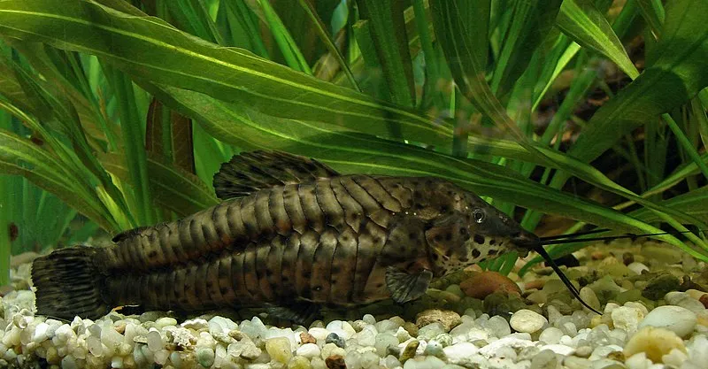 A Spotted Hoplo catfish with textured armor like scales rests on light colored gravel