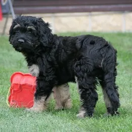 small black and tan Portuguese Sheepdog puppy with curly fur stands on green grass next to a red toy