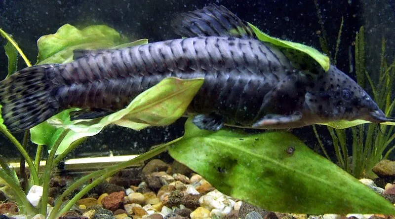 A dark spotted hoplo catfish with prominent fins rests horizontally among broad green aquarium