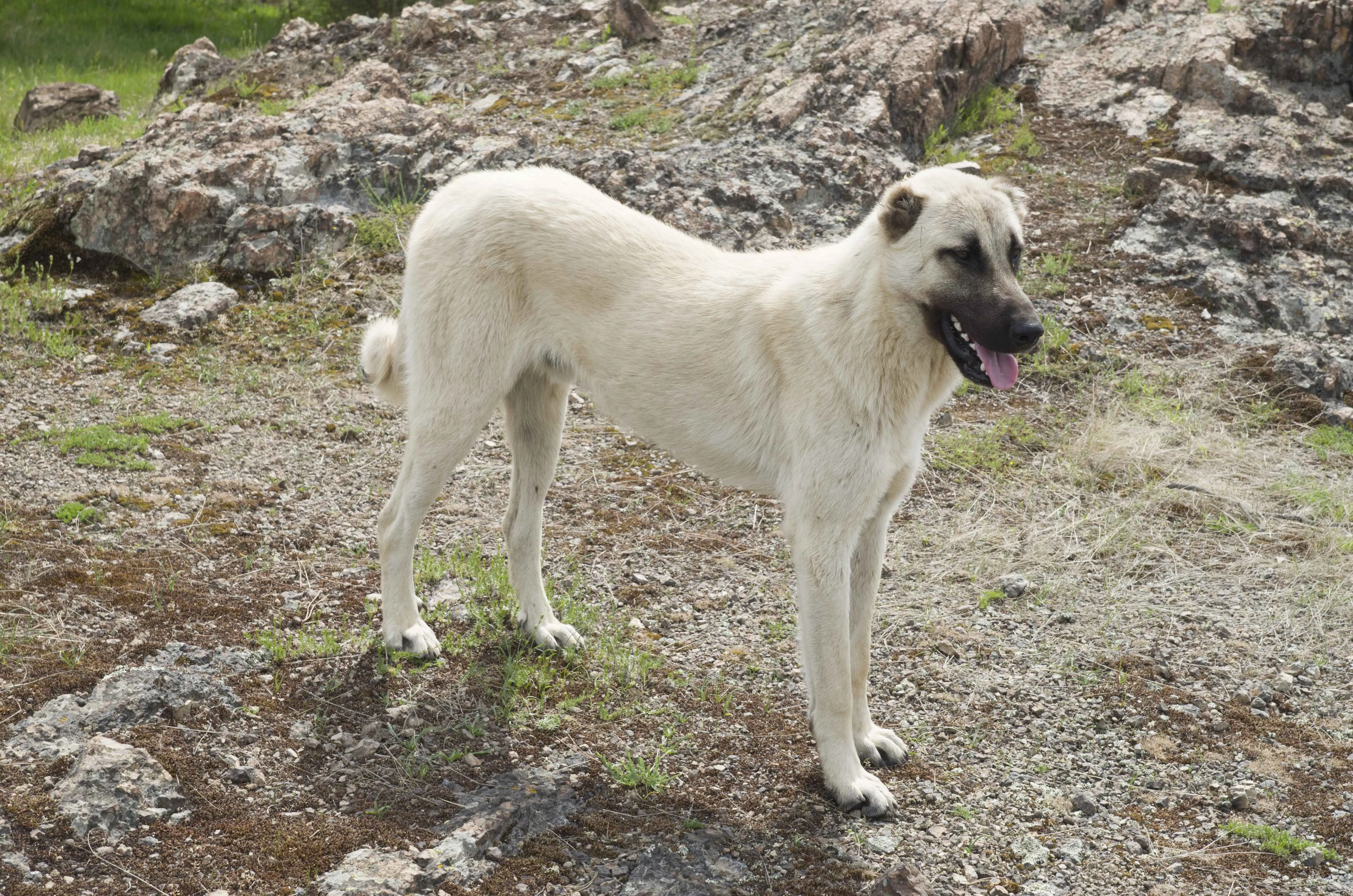 A large light colored Kangal Shepherd Dog with a black muzzle looks directly at the camera