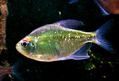 A Diamond Tetra with iridescent greenish scales and a prominent red spot near its eye