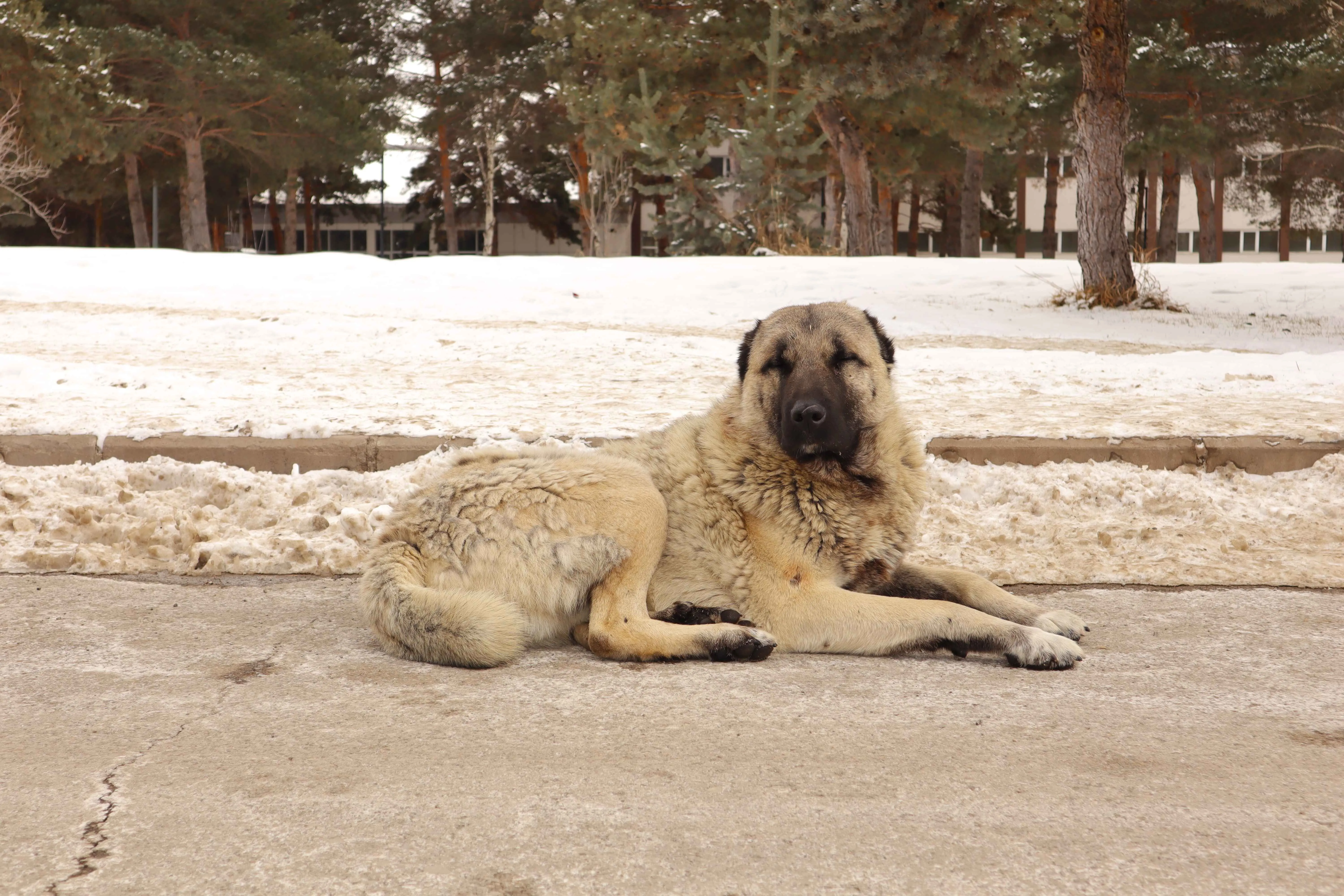 A large light brown Kangal Shepherd Dog with a black muzzle lies on a concrete surface near snow