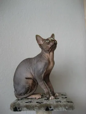 hairless gray Donskoy cat with wrinkled skin and large ears sits attentively