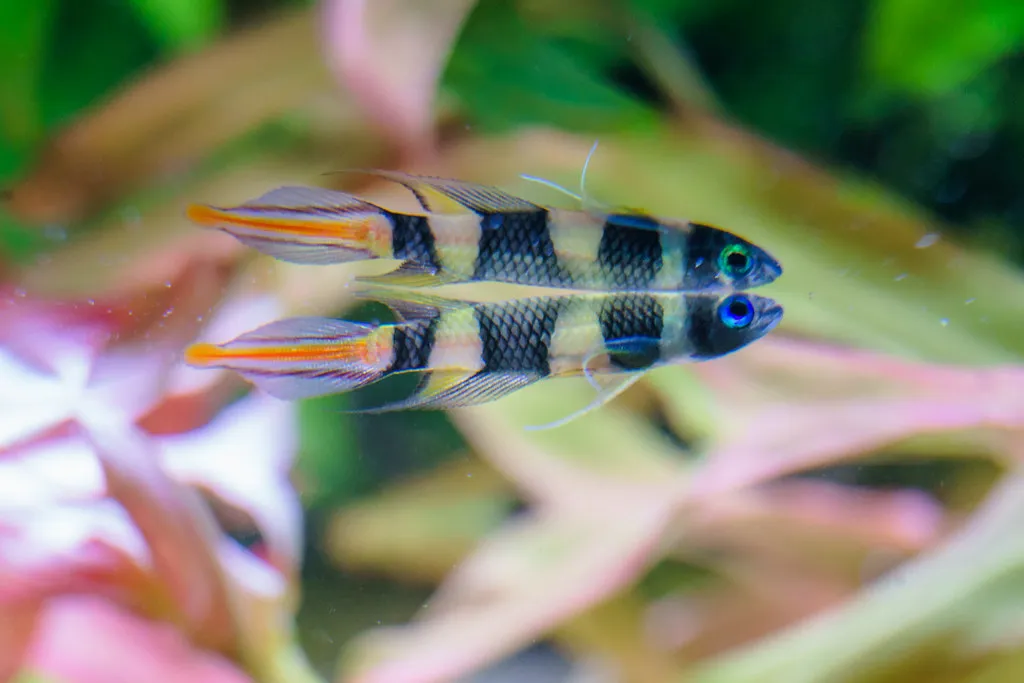 A vibrant clown killifish with black stripes and orange tipped fins is reflected in the water