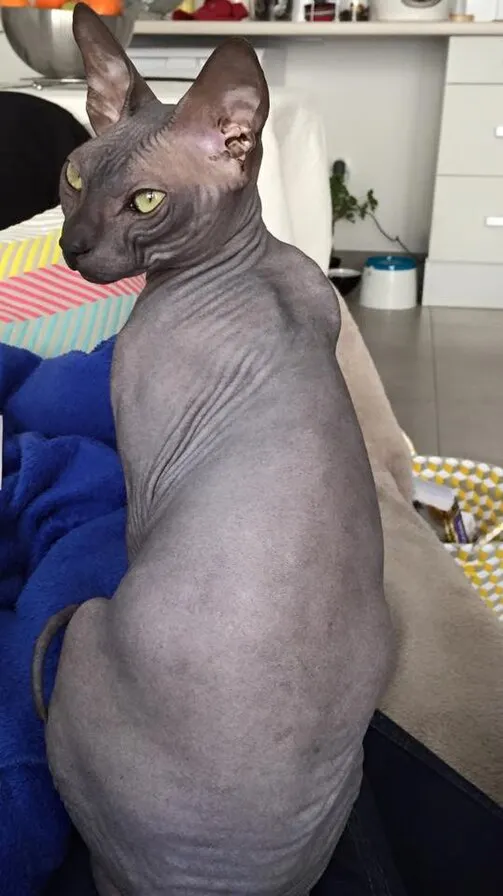 gray wrinkled Donskoy cat with large ears and yellow eyes sits looking over its shoulder
