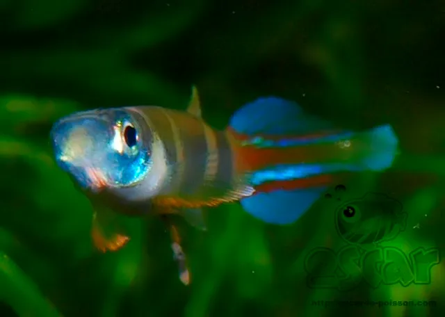A vibrant clown killifish swims in green water showcasing its colorful body and fins