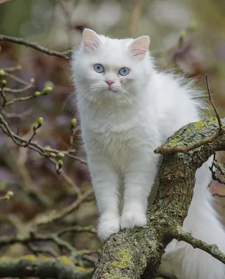 A fluffy pure white cat with striking blue eyes perches on a mossy tree branch