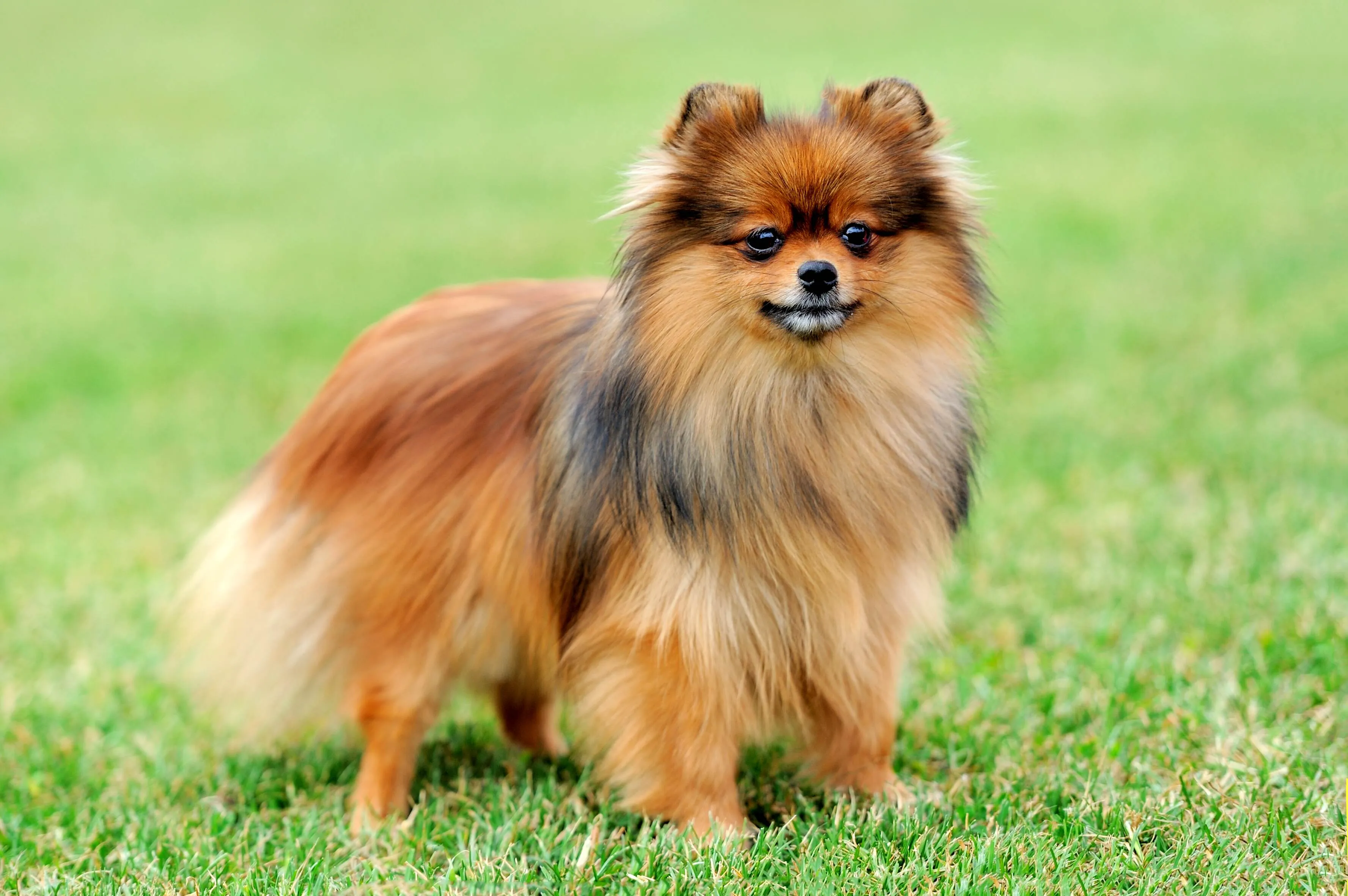 Small fluffy brown Pomeranian dog stands on green grass looking forward