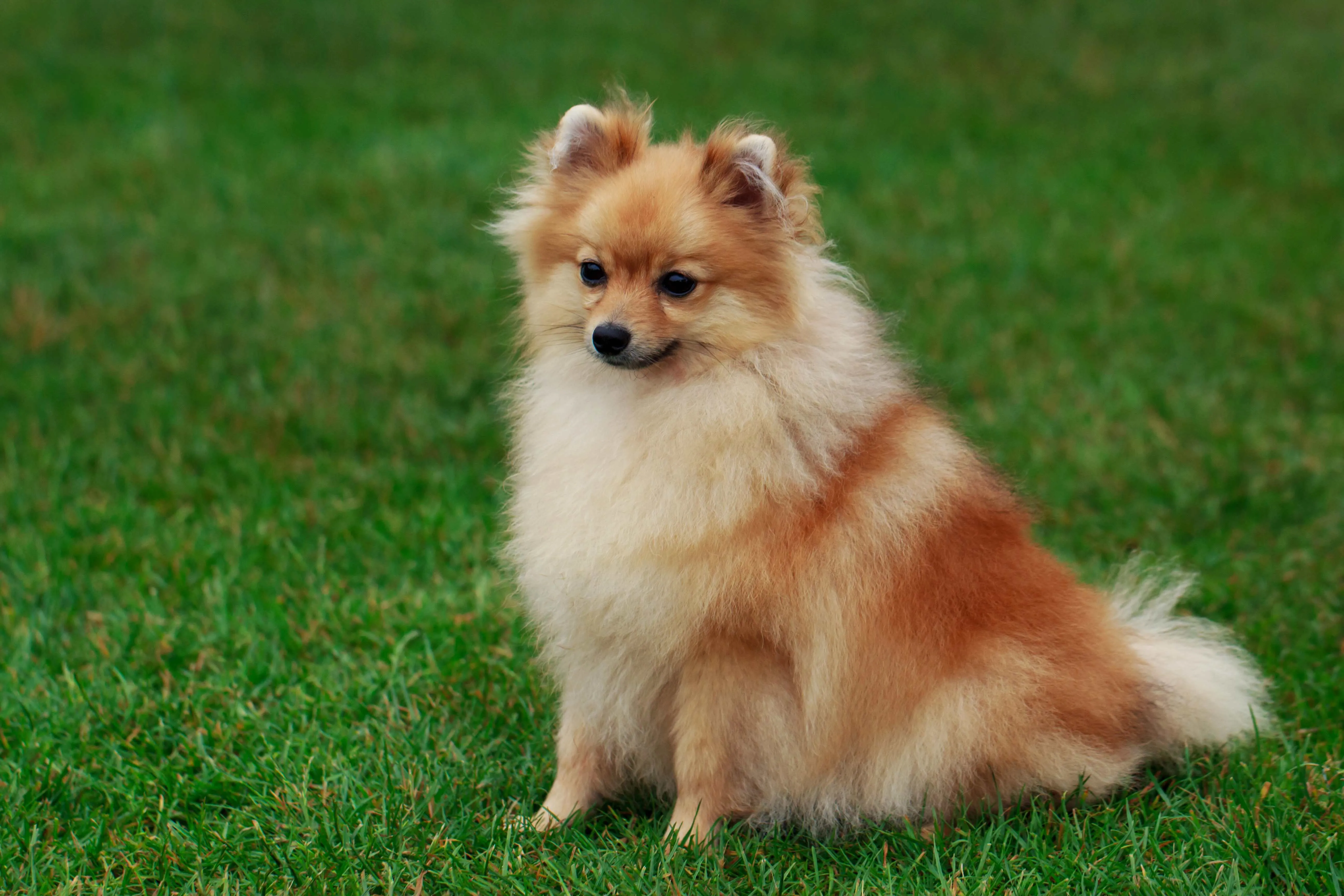 Small fluffy brown and white Pomeranian dog sits on green grass looking left