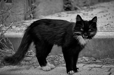 A black and white cat with piercing eyes and slightly open mouth stands on a textured surface