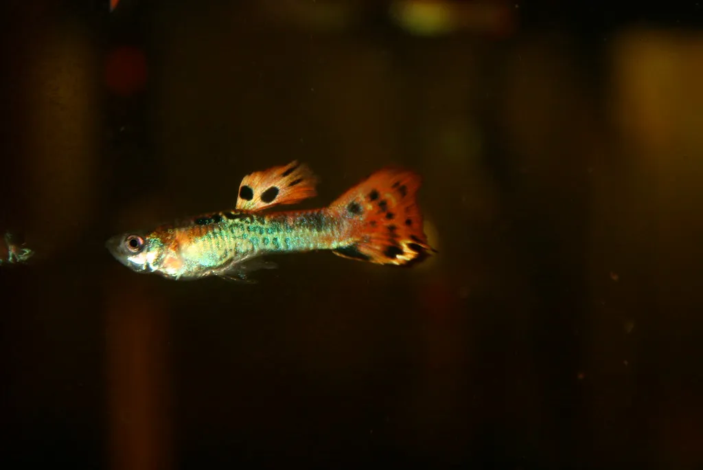 A vibrant Cobra Guppy with a green body and an orange speckled tail fin swims in dark water