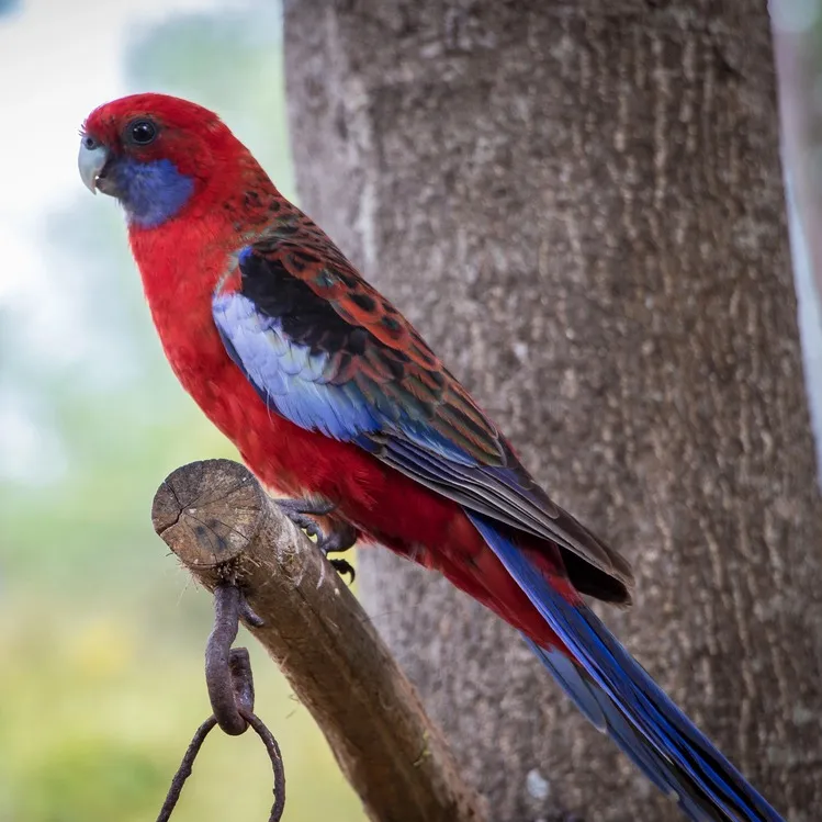 A red crimson rosella with blue cheeks and black and blue wings perches on a branch