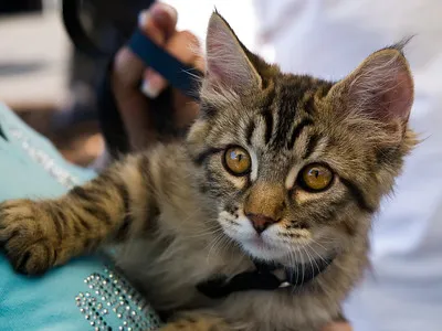 A fluffy brown tabby kitten with amber eyes and tufted ears is held by a person wearing a blue shirt