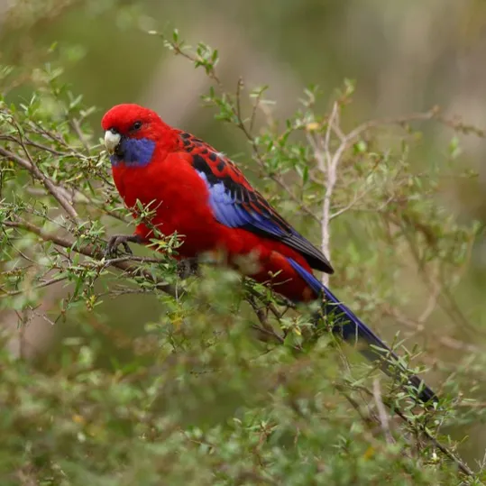 A red crimson rosella with blue patches on its head and wings sits amidst green foliage