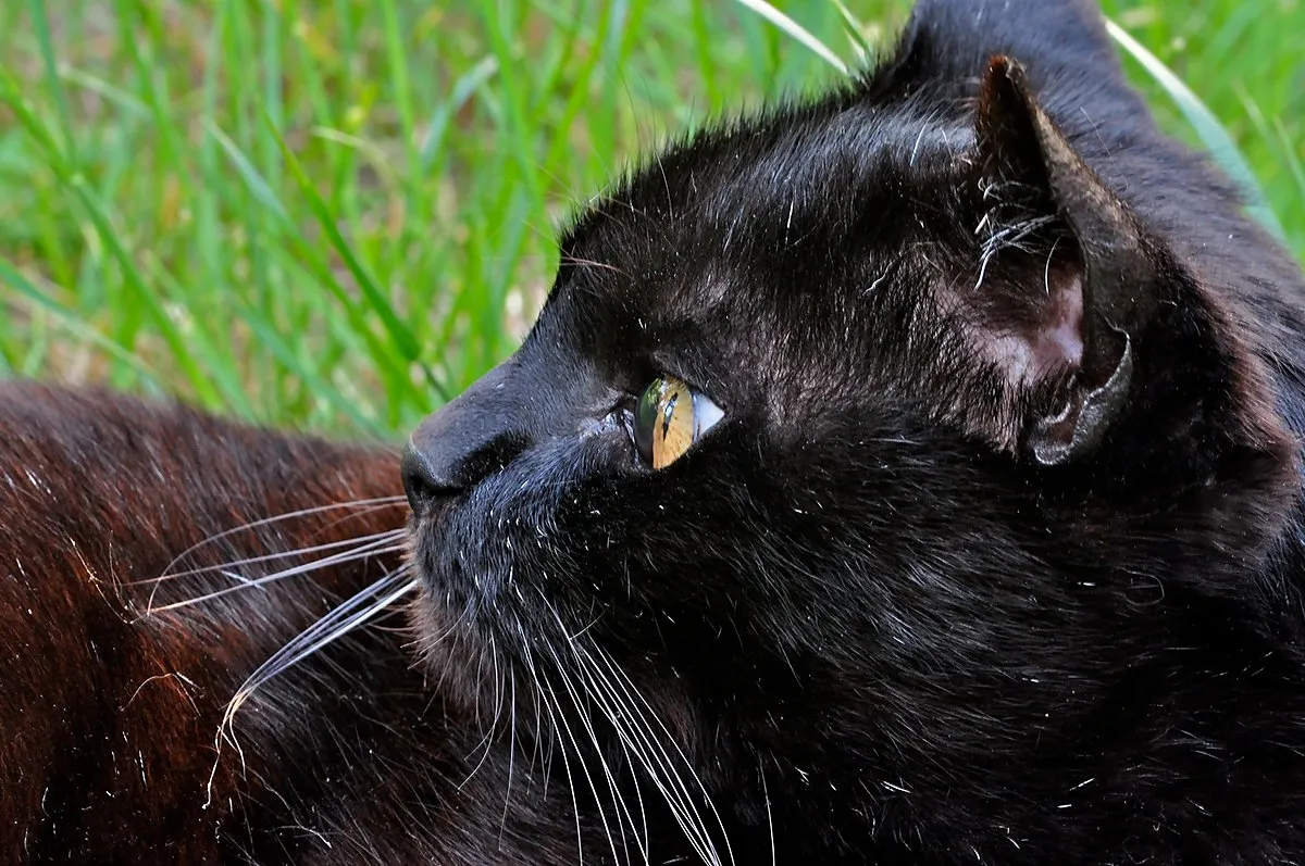 Profile of a sleek black cat with amber eyes lying in green grass looking to the left