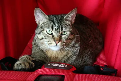 A gray and brown tabby cat with striking green eyes sits inside a red pet carrier