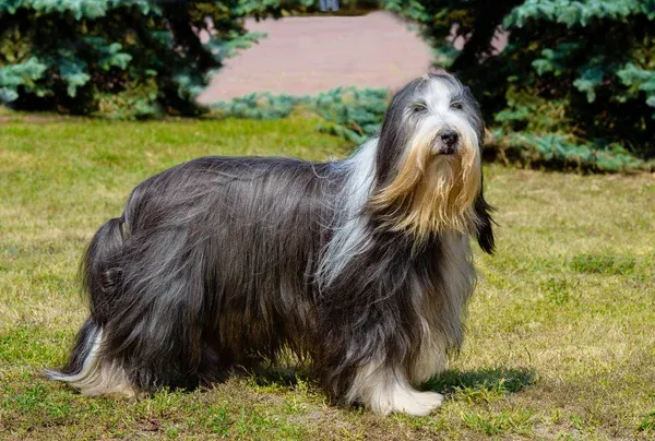 Gray and white Bearded Collie dog stands on green grass looking right with long shaggy fur