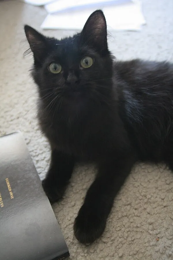 Small fluffy black cat with wide green eyes lies on a carpet next to a book