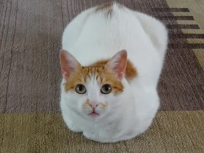 A white cat with ginger patches sits neatly on a brown and beige striped surface