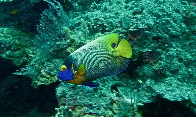 A colorful Blueface Angelfish with a yellow body and blue face swims near green coral