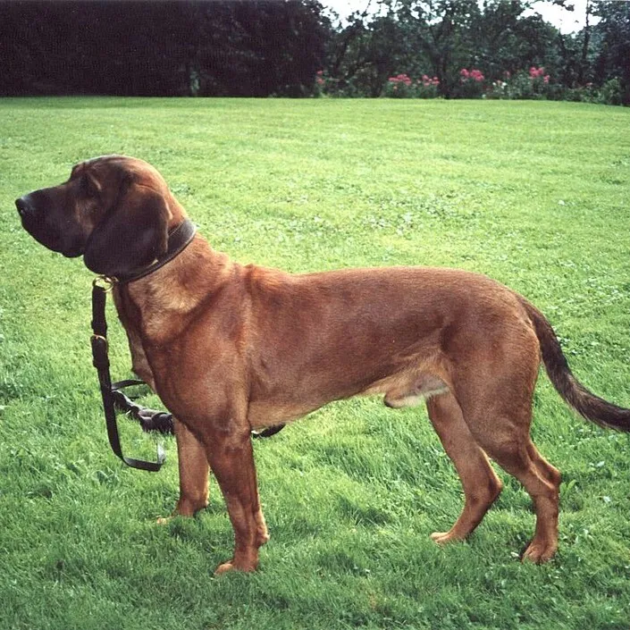 A reddish brown Hanoverian Scenthound stands in profile on green grass wearing a dark collar
