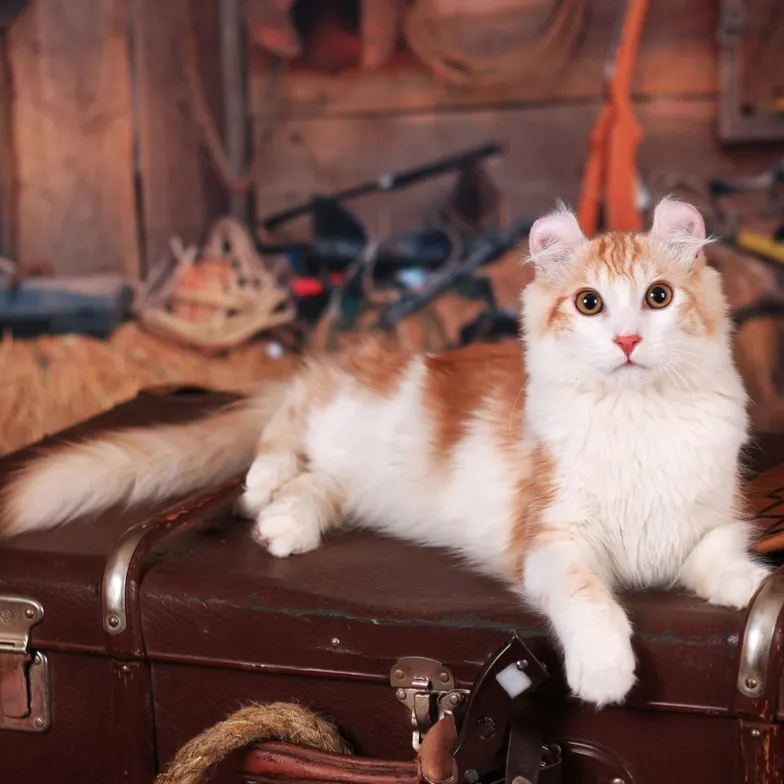 fluffy white and orange American Curl cat with distinct curled ears lies on a vintage brown suitcase