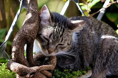 A tabby cat with closed eyes rests peacefully nestled against a textured branch on some greenery