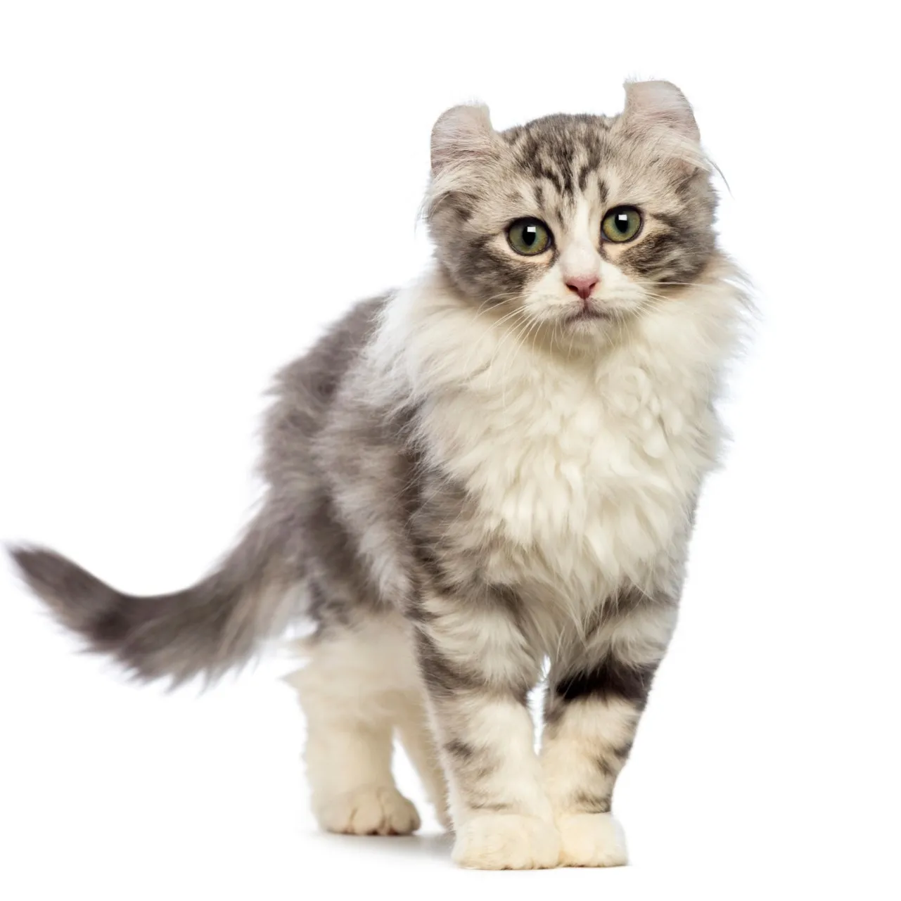 Profile view of a fluffy grey and white American Curl cat with distinct curled ears