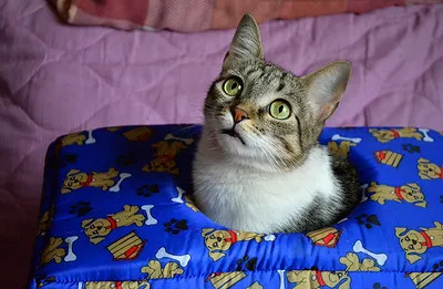 A tabby and white cat with striking green eyes sits curiously in a blue pet bed with dog