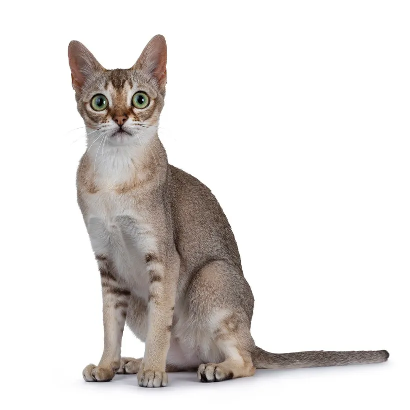 A small delicate Singapura cat with ticked tabby fur and captivating green eyes sits