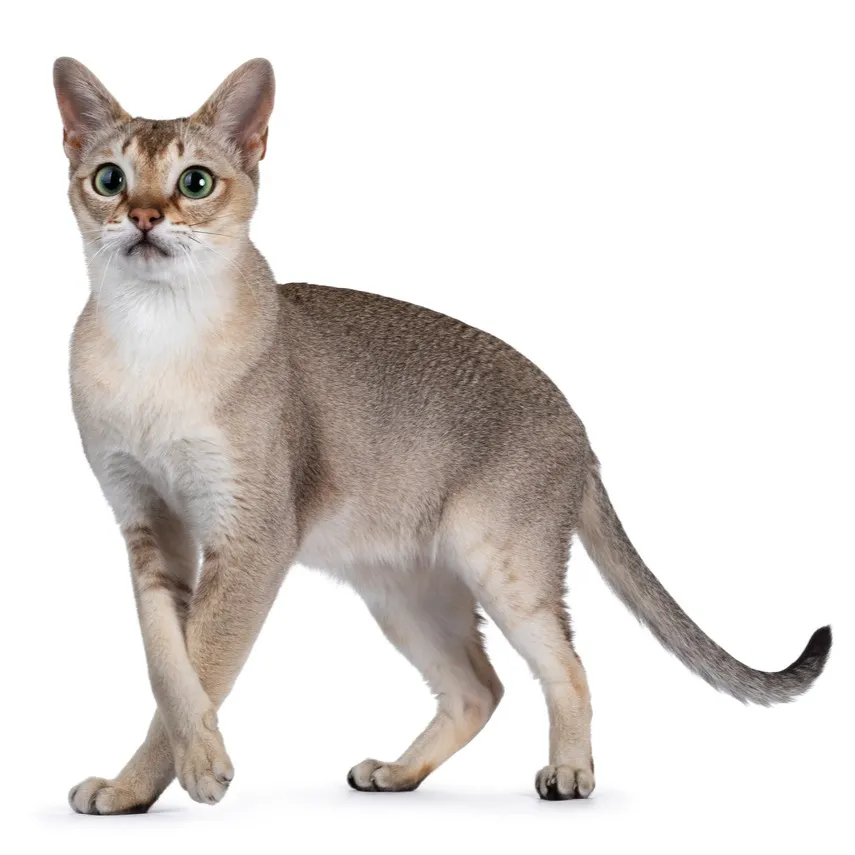 A small graceful Singapura cat with ticked tabby fur and striking green eyes stands