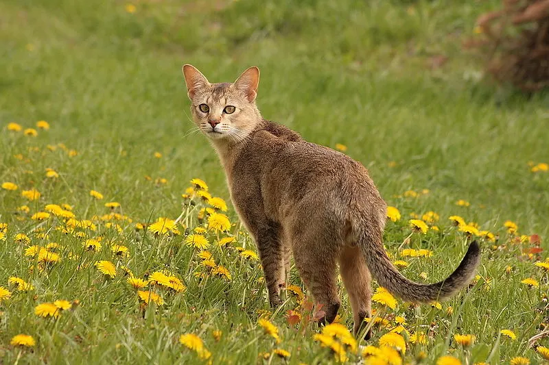 Chausie cat with a long dark tipped tail looks back over its shoulder in a field of yellow flowers