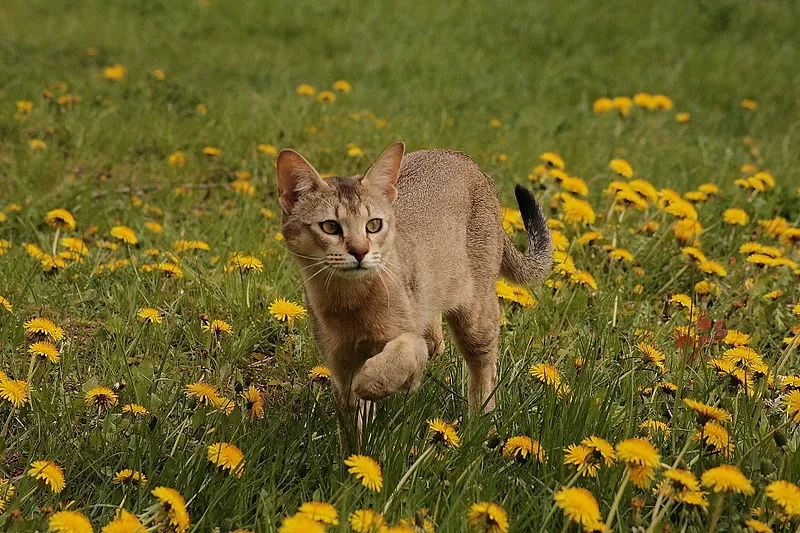 A Chausie cat with a dark tail walks through a field of bright yellow dandelions