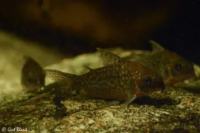 Two mottled Sodalis Corydoras with dark heads rest on a textured rock in an aquarium