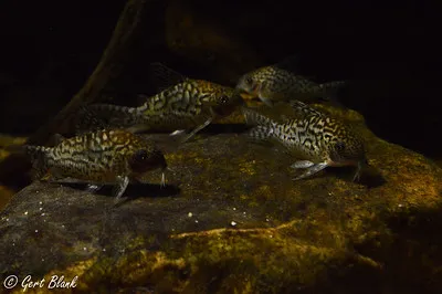 Four mottled Sodalis Corydoras with intricate patterns are on a textured surface in dim light