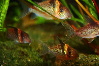 A group of Marble Delphax Corydoras and a striped fish swimming among aquarium plants