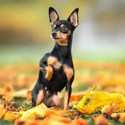 A small black and tan Russian Toy dog sits on fallen yellow leaves looking to the left