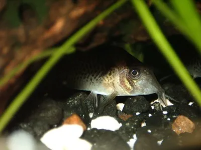 A Marble Delphax Corydoras on a dark gravel bottom partially hidden by plants