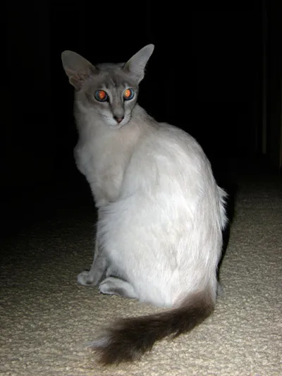 A pale coated Javanese cat with striking red eyes sits on a textured surface in the dark