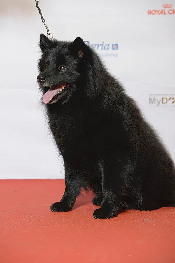 A fluffy black Swedish Lapphund with pointed ears sits on a red surface with its tongue out