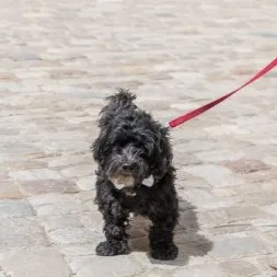 Small black fluffy Schnoodle dog stands on pavement looking forward on a red leash