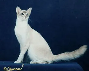 graceful pale gray cat with darker points and blue eyes sits elegantly against a deep blue backdrop