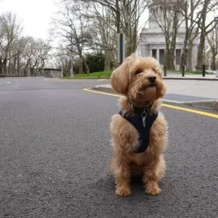 Small tan fluffy Schnoodle dog sits on gray asphalt looking up wearing a black harness