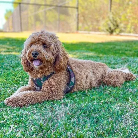 Brown fluffy Cockapoo dog lies on grass with tongue out wearing a camouflage harness