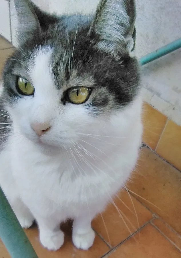 White cat with gray patches and striking yellow green eyes looks directly at the camera