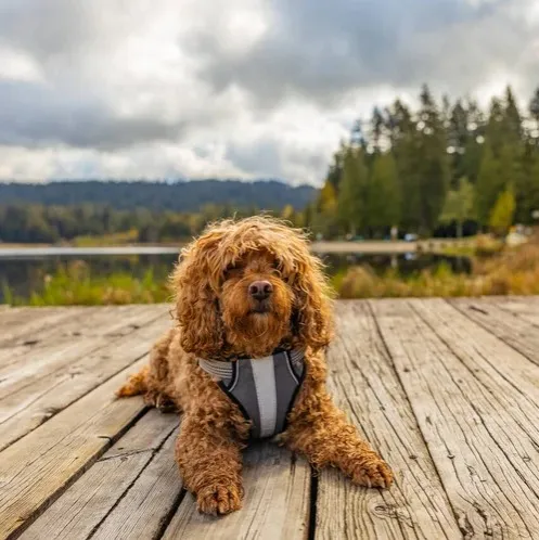 Brown fluffy Cavapoo dog lies on a wooden dock looking forward wearing a gray and white harness