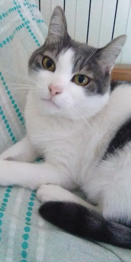 White cat with gray patches and yellow eyes lies on a patterned blue and white surface